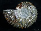 Large / Inch Douvilleiceras Ammonite - Bumpy #2989-1
